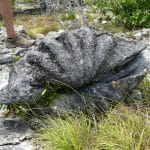 Bénitier géant de l'île d'Aldabra