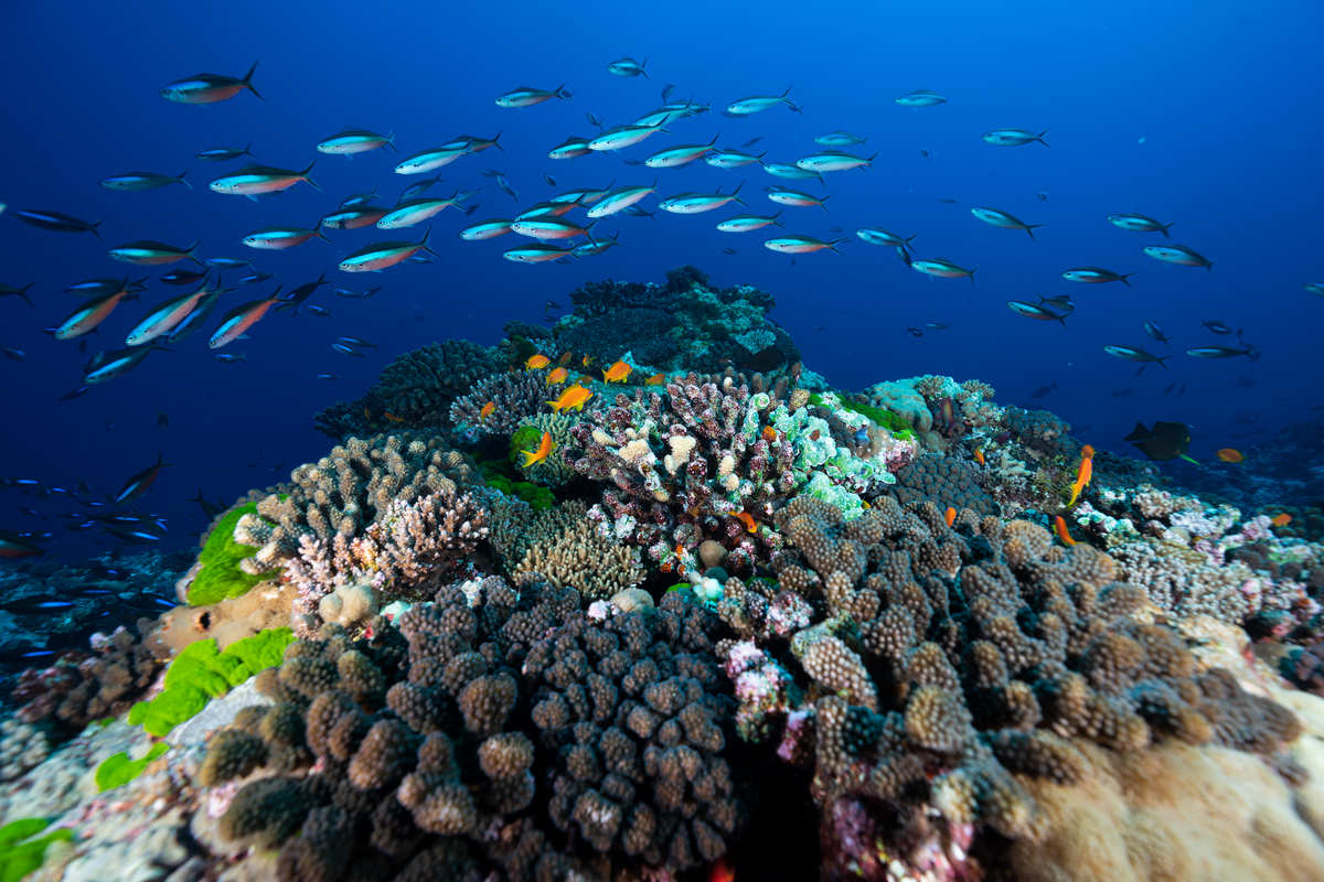 Mission scientifique Récifs isolés avec Antsiva